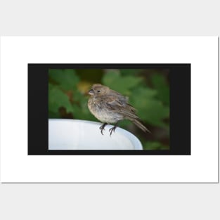 Female House Finch Perched on a Birdbath Posters and Art